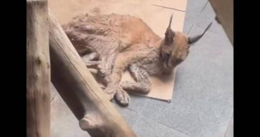 Instagram.com/rachelvennya